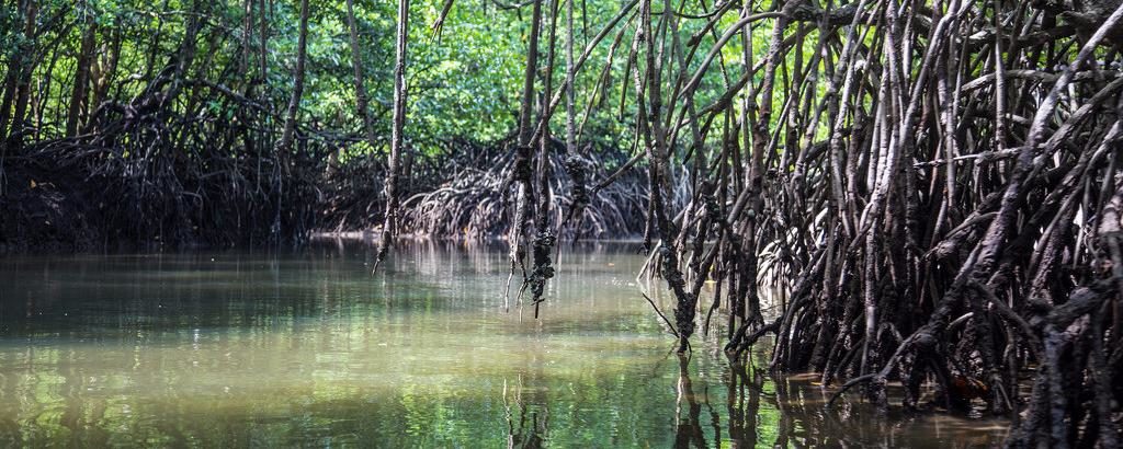 mangrovyie-zarosli